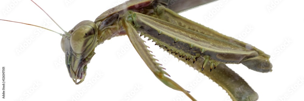 Naklejka premium Praying Mantis Study 2022-1