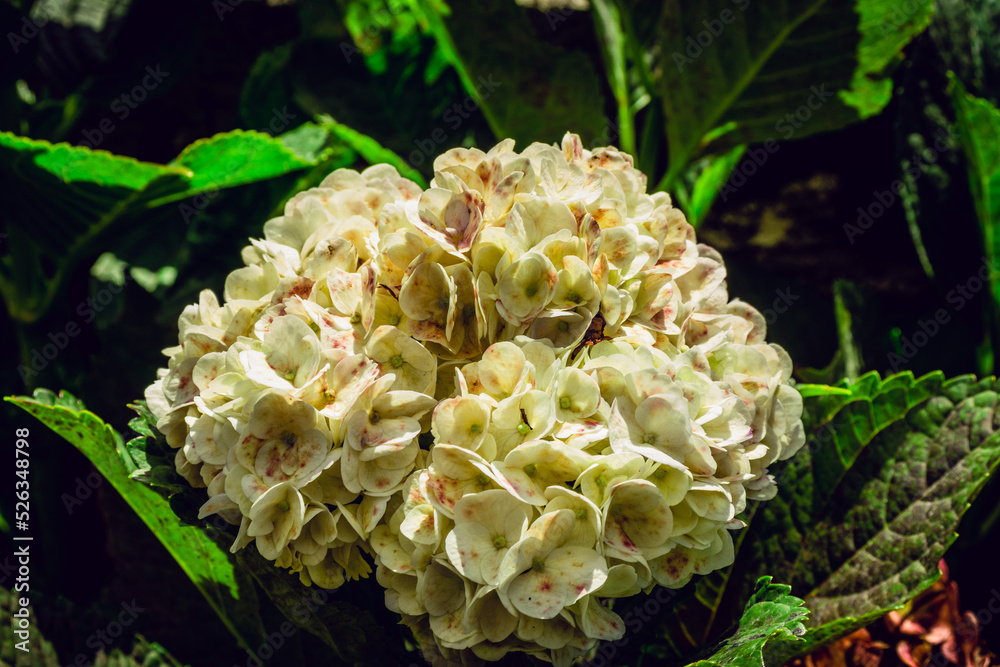 hydrangea, Madeira, Portugal hydrangea, Madeira, Portugal
