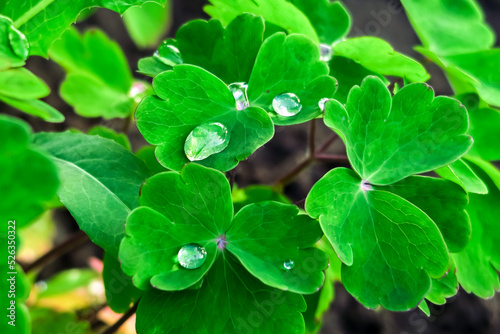 Fotobehang bright green leaves of aquilegia after rain