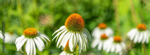 White coneflower on a background of green leaves.