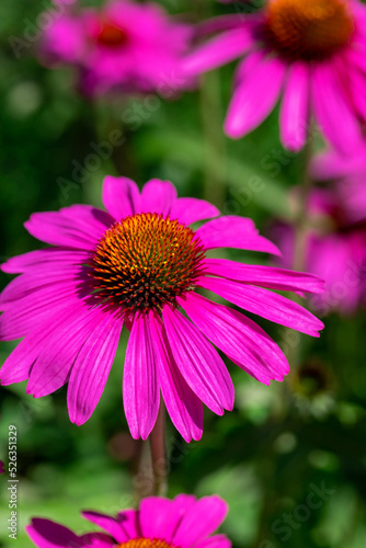 Purple coneflower on a background of green leaves.