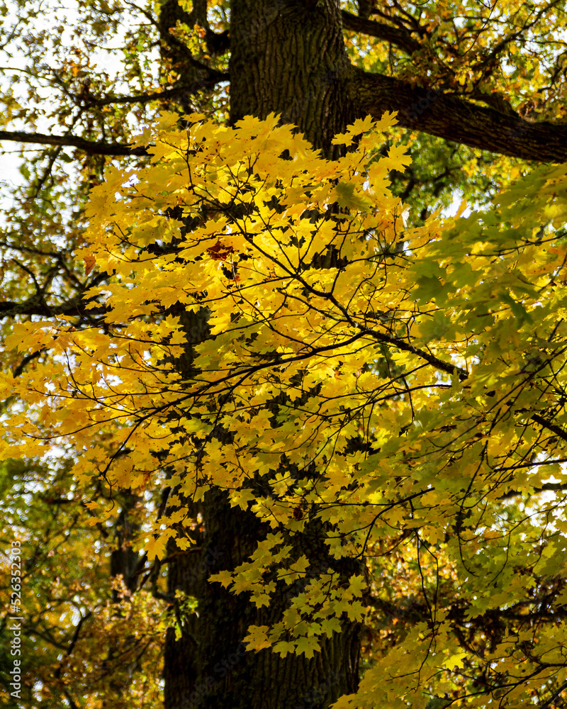 Obraz premium Autumn leaves on tree