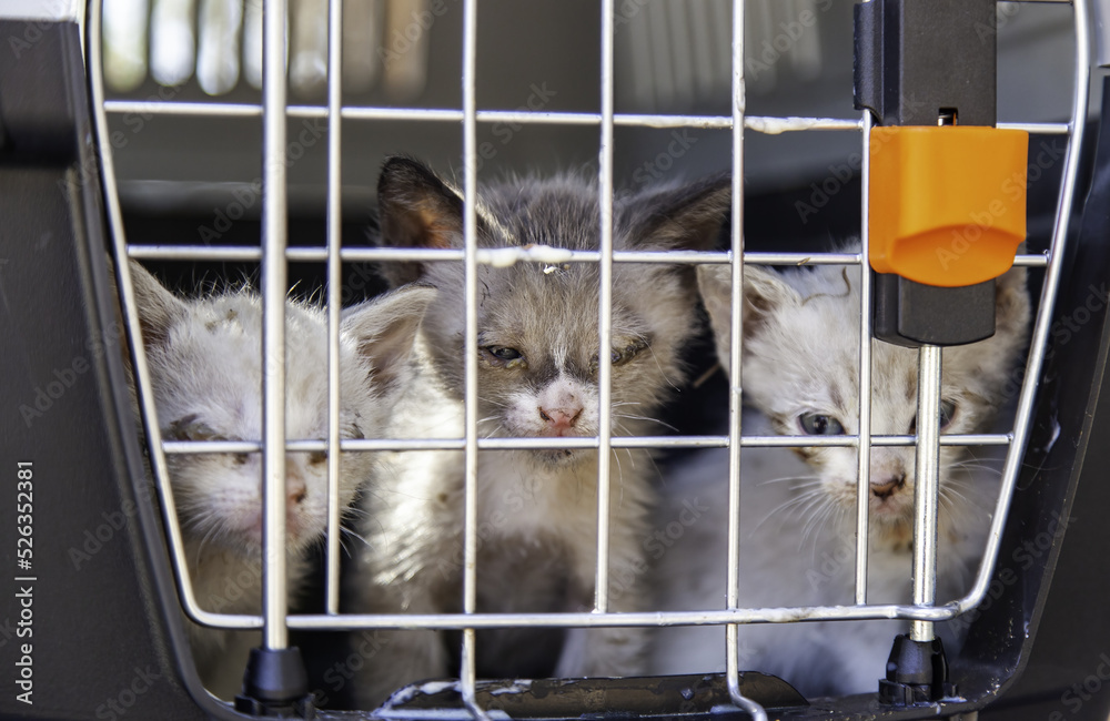 Obraz premium Cat locked cage