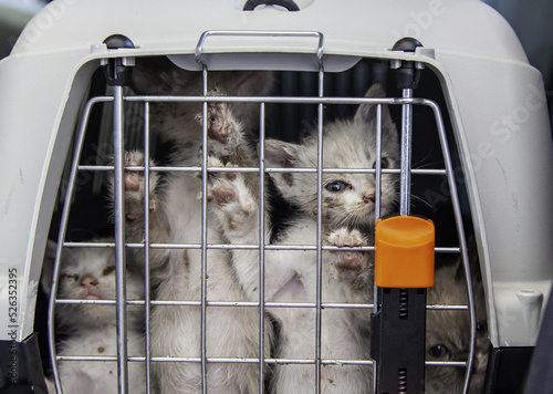 Photography Cat locked cage