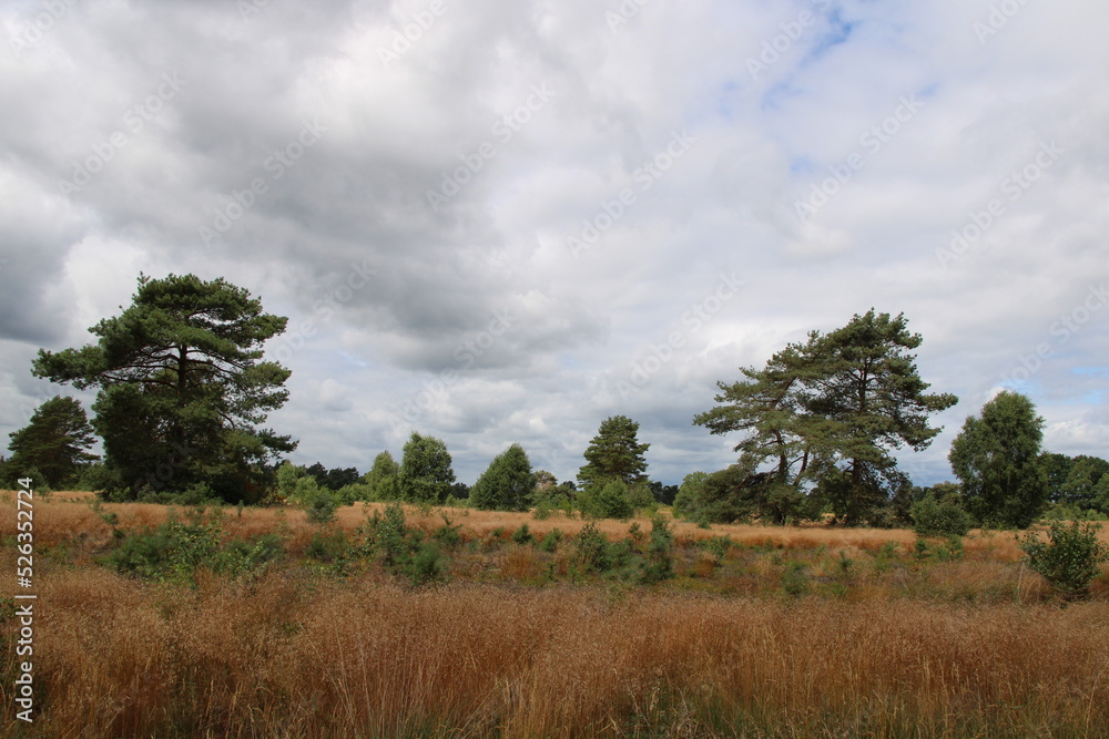 Heath landscape