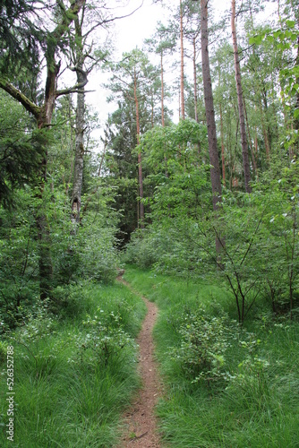 Single Trails in the L  neburg Heath   Lush forest