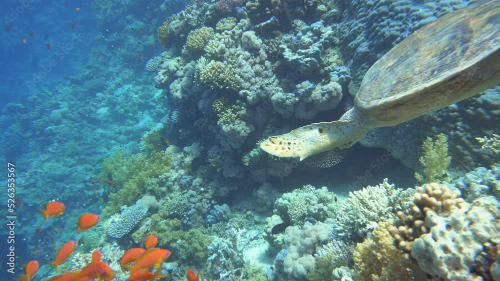 Underwater life in the ocean. Tropical fish. Underwater life in the ocean. Tropical fish.