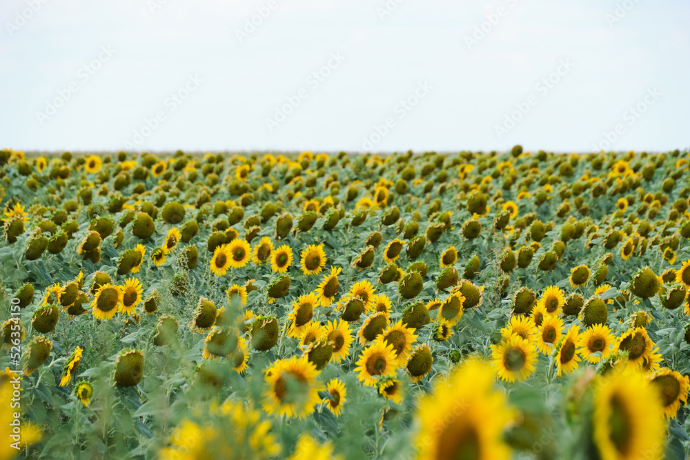 Obraz premium Fields planted with sunflowers, bright yellow and growing flowers.