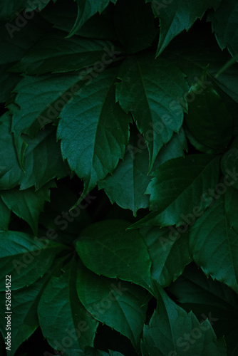Abstract colorful background wall of green foliage. © freeman83