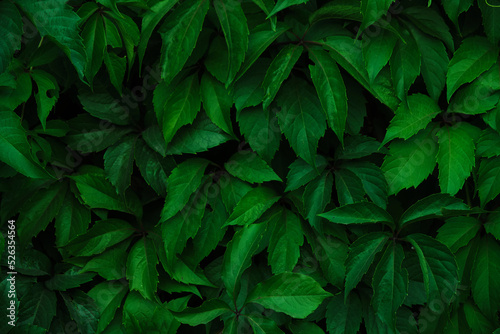 Abstract colorful background wall of green foliage. © freeman83