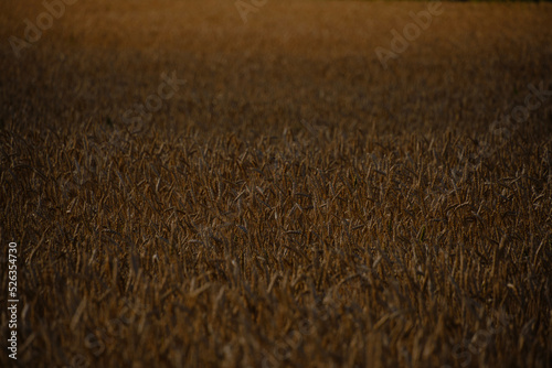 Ears ripe, growing wheat in twilight light.