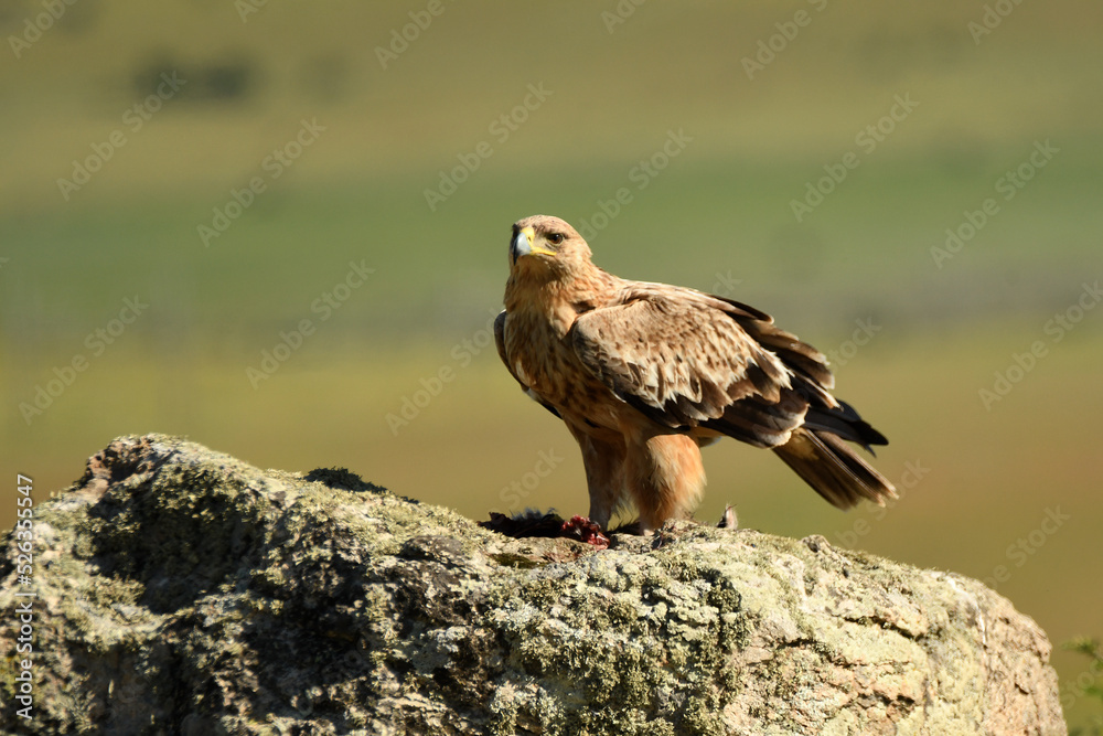 Fototapeta premium young imperial eagle on a rock in the sierra de gredos
