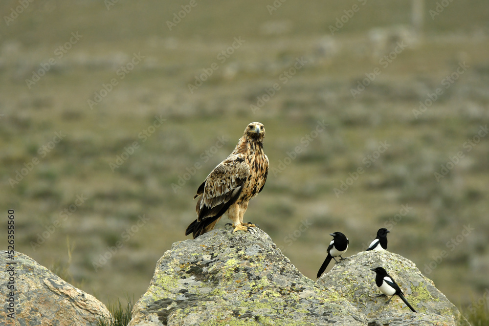 Fototapeta premium young imperial eagle on a rock in the sierra de gredos