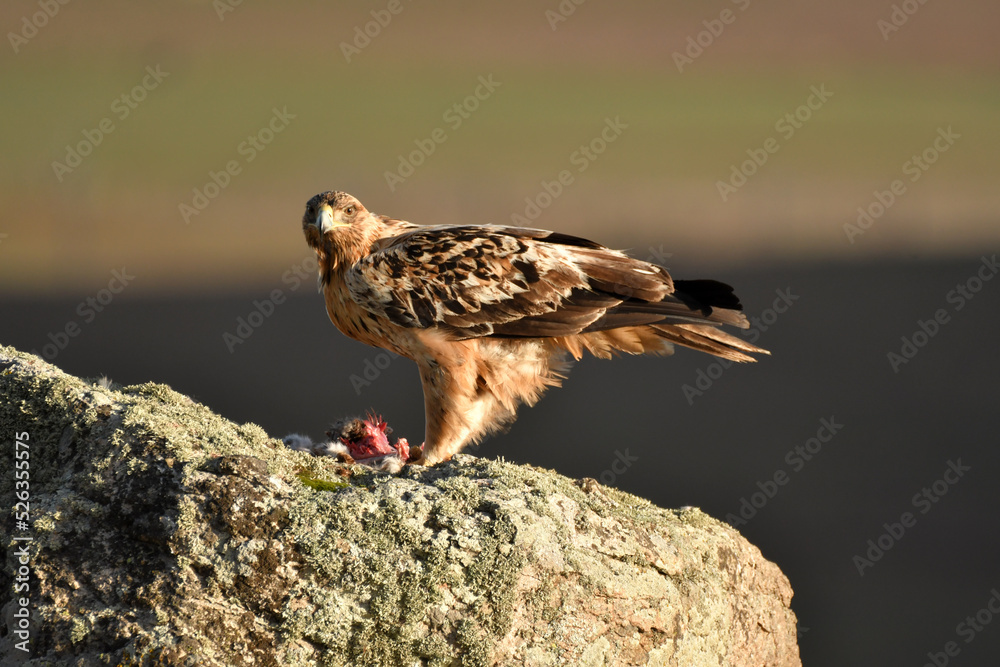 young imperial eagle on a rock in the sierra de gredos young imperial eagle on a rock in the sierra de gredos
