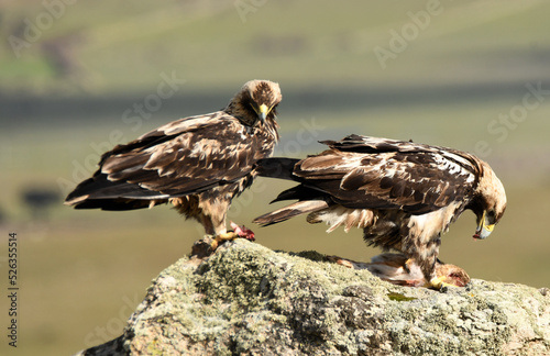 young imperial eagle on a rock in the sierra de gredos