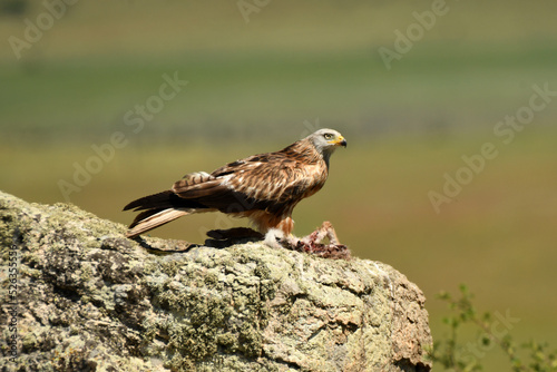 milanos comen carroña sobre la roca