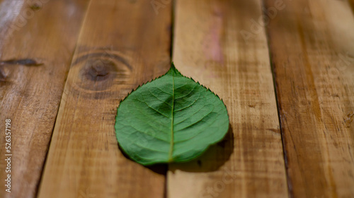 hoja verde sobre madera