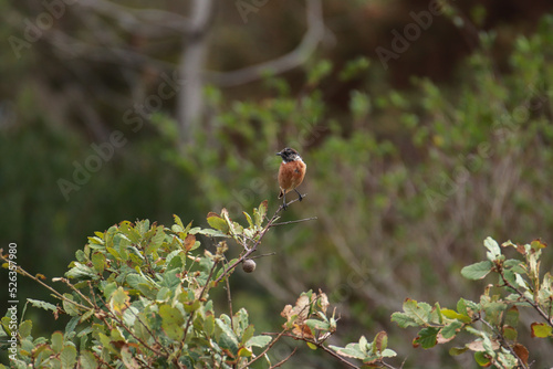 Bird posing in a tree. European Stonechat photo