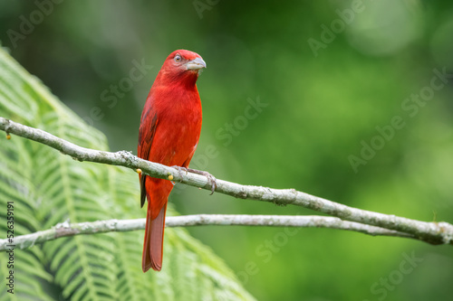фотографія Lowland Hepatic Tanager (Piranga flava). Red bird on a branch