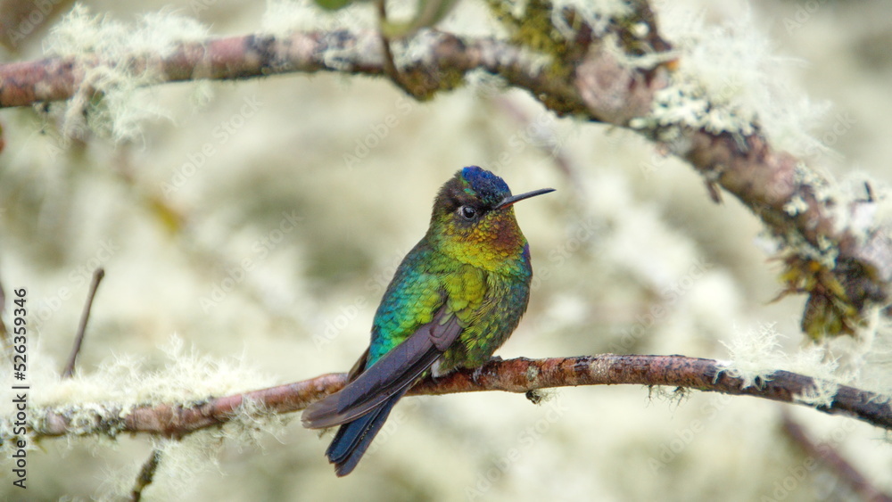 Fiery-throated hummingbird (Panterpe insignis) perched on a branch at the high altitude Paraiso Quetzal Lodge outside of San Jose, Costa Rica Fiery-throated hummingbird (Panterpe insignis) perched on a branch at the high altitude Paraiso Quetzal Lodge outside of San Jose, Costa Rica