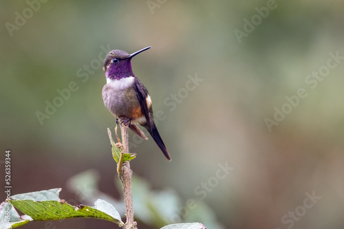 Purple-throated Woodstar (Calliphlox mitchellii). Hummingbird resting on a small branch photo