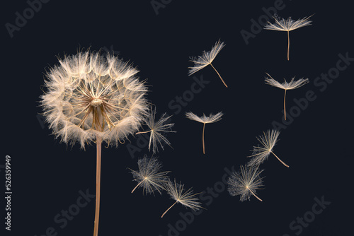 dandelion seeds fly from a flower on a dark background. botany and bloom growth propagation.