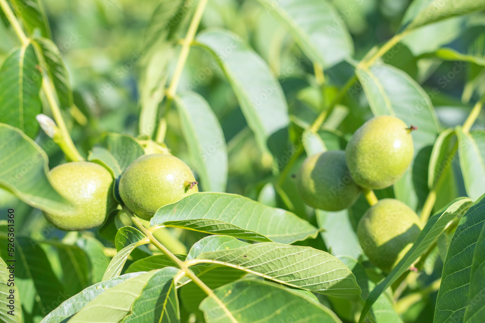 Green young walnuts grow on a tree. Variety Kocherzhenko close-up. The walnut tree grows waiting to be harvested. Green leaves background. Nut fruits on a tree branch in the yellow rays of the sun. Green young walnuts grow on a tree. Variety Kocherzhenko close-up. The walnut tree grows waiting to be harvested. Green leaves background. Nut fruits on a tree branch in the yellow rays of the sun.
