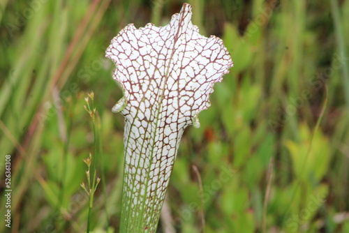 Wild Pitcher Plants Growing In a Field In Florida's  photo