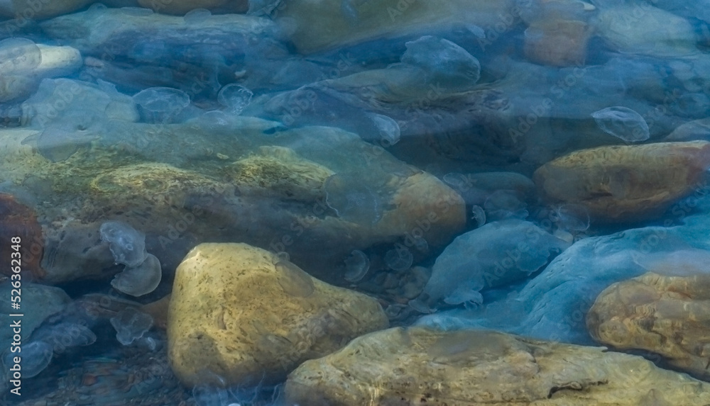 background image of a jellyfish swimming among rocks in the Black Sea