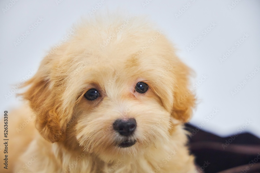 Maltese lapdog and poodle puppy. A new breed of miniature dogs. Dog breeding and cynology.