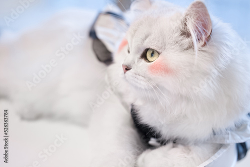 white Persian cat lying on the floor  looking away