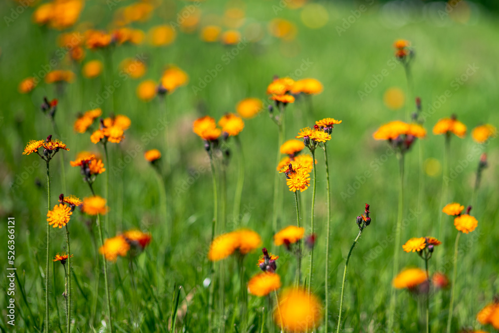 closeup of a green meadow in summer with lots of orange flowers of orange hawkweed (Hieracium aurantiacum)
