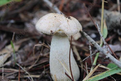 White Mushroom Growing On The Saide Of A Path. 