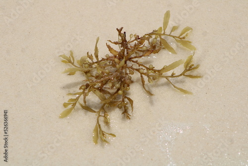 Close up Of Sargassum Seaweed being studied. 