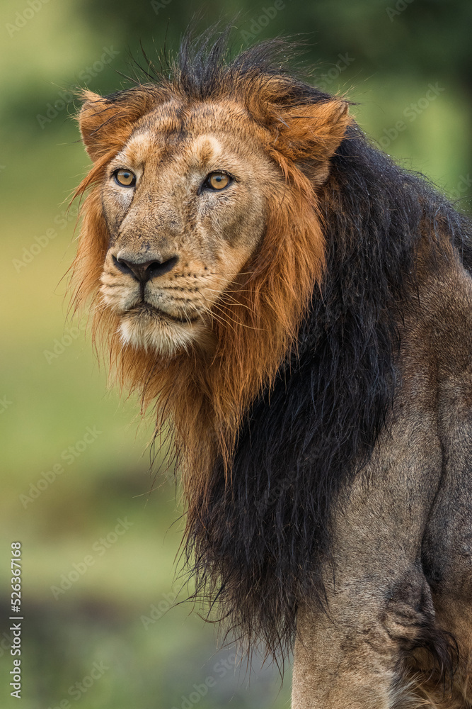 portrait of Asiatic Lion 