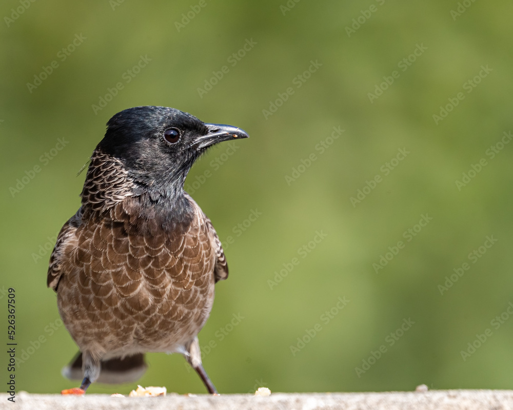 Naklejka premium A Red vented bulbul on a wall