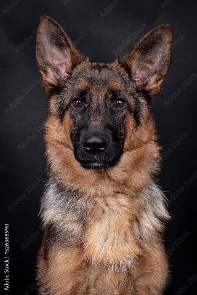 portrait of the german shepherd long hair dog