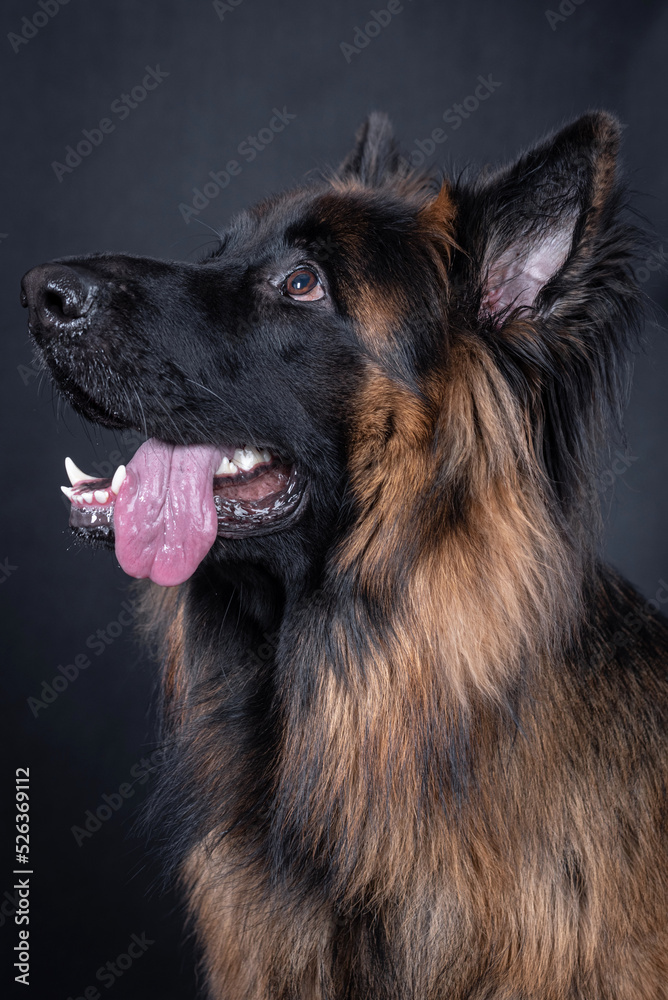 portrait of the german shepherd long hair dog portrait of the german shepherd long hair dog
