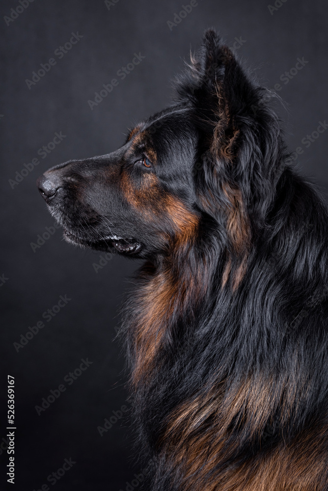portrait of the german shepherd long hair dog portrait of the german shepherd long hair dog