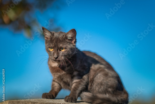 A beautiful domestic cat sits on a rustic fence.