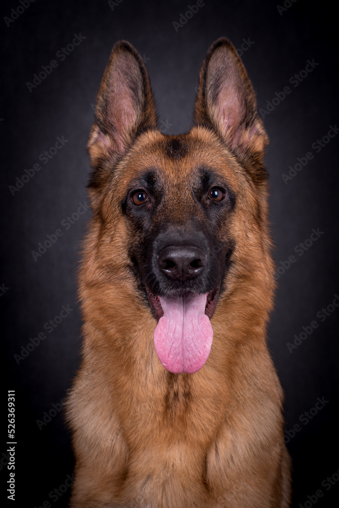 portrait of the german shepherd long hair dog portrait of the german shepherd long hair dog