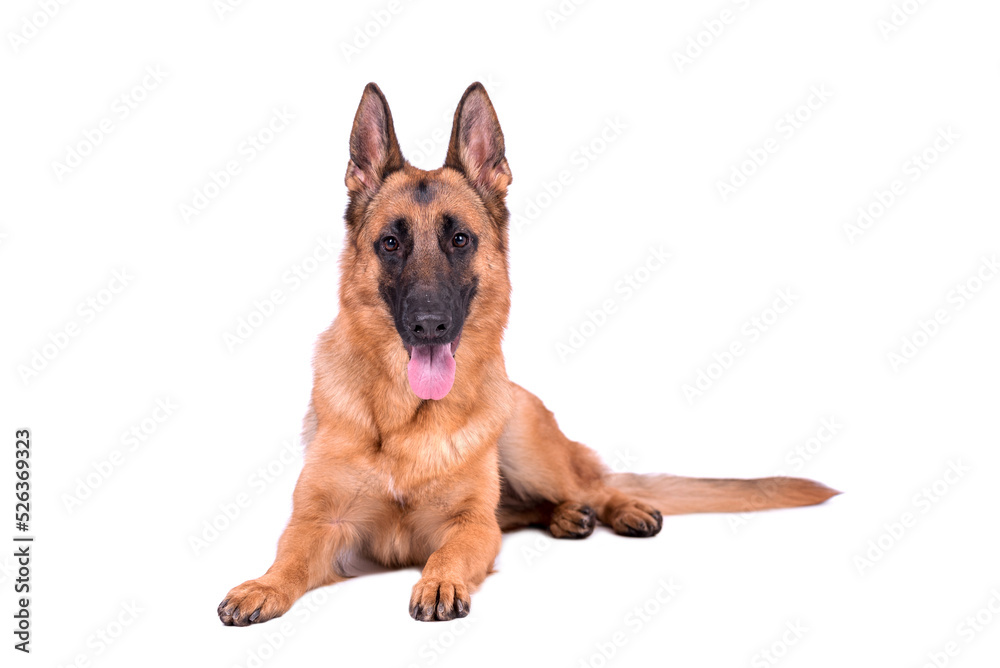 portrait of the german shepherd long hair dog portrait of the german shepherd long hair dog