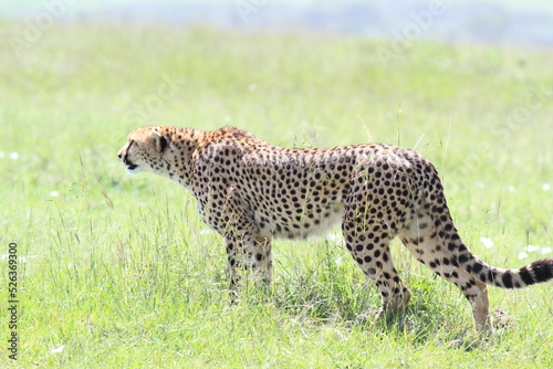 Female cheetah stalking prey in high grass