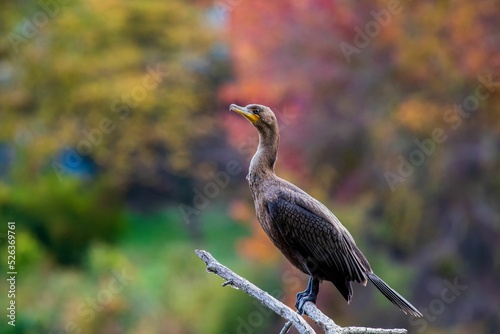 Olivaceous cormorant (Nannopterum brasilianum) on a branch photo