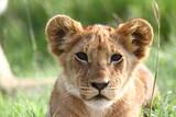 Portrait of a cute lion cub looking into camera