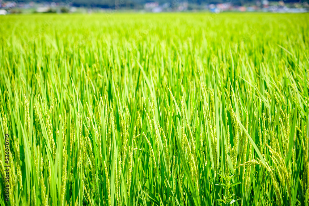 Obraz premium Korean traditional rice farming. Korean rice farming scenery. Korean rice paddies.Rice field and the sky in Ganghwa-do, Incheon, South Korea.
