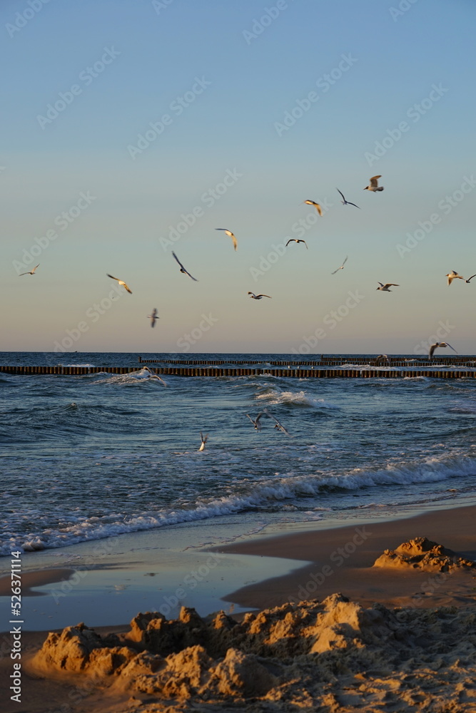 Möwen fliegen auf der Ostee vor der Insel Rügen