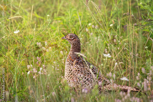pheasant in the grass photo