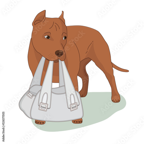 Вrown dog standing and holding a female bag. American Staffordshire terrier. Vector illustration, flat style, isolated on white background.