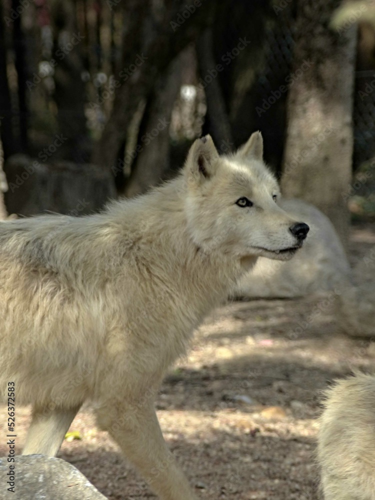 Amnéville Zoo, August 2022 - Magnificent Arctic wolf	